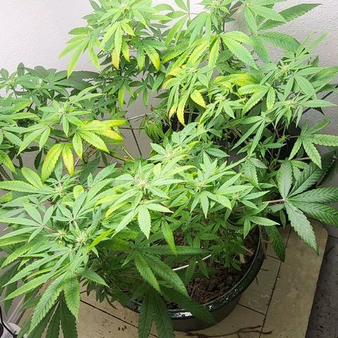 Hampton  growlog timeline photo