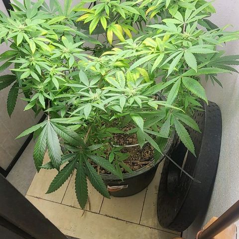Hampton  growlog timeline photo