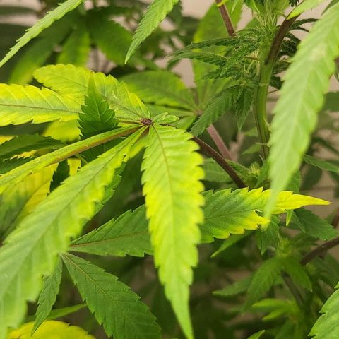 Hampton  growlog timeline photo