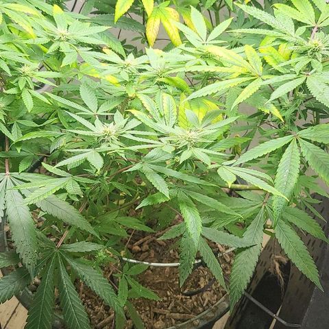 Hampton  growlog timeline photo