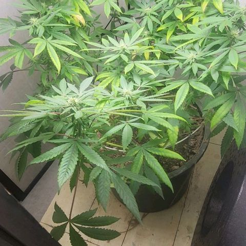 Hampton  growlog timeline photo