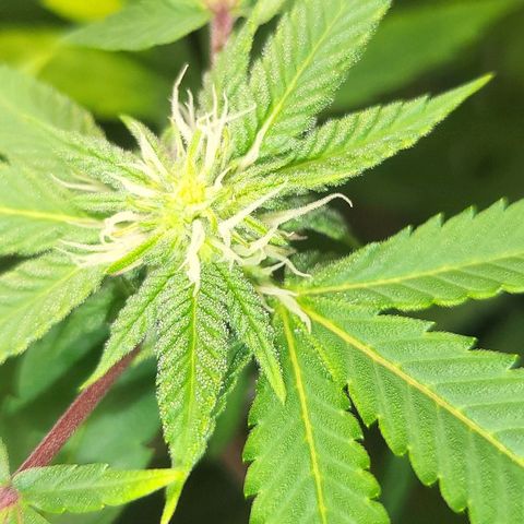 Hampton  growlog timeline photo