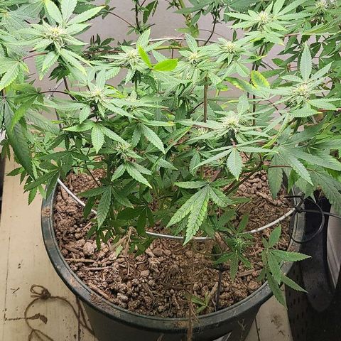 Hampton  growlog timeline photo
