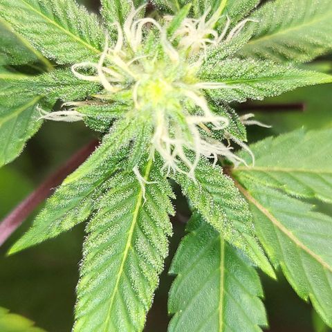 Hampton  growlog timeline photo