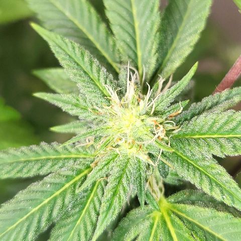 Hampton  growlog timeline photo