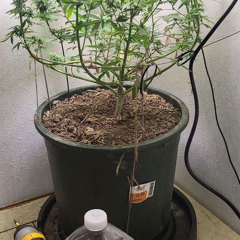 Hampton  growlog timeline photo