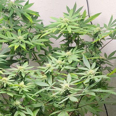 Hampton  growlog timeline photo