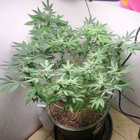 Hampton  growlog timeline photo