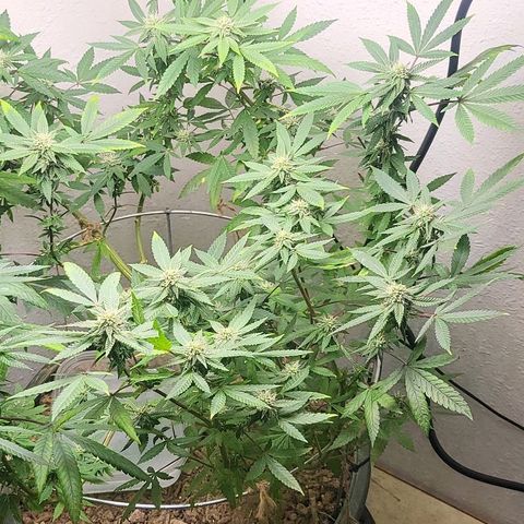 Hampton  growlog timeline photo