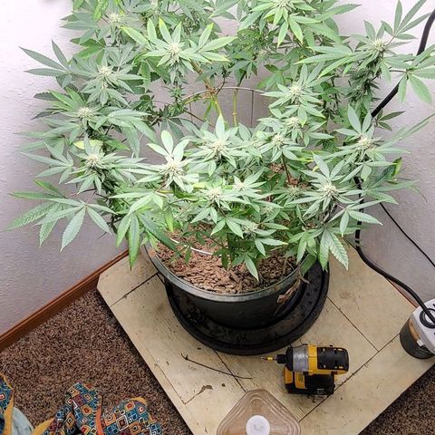 Hampton  growlog timeline photo