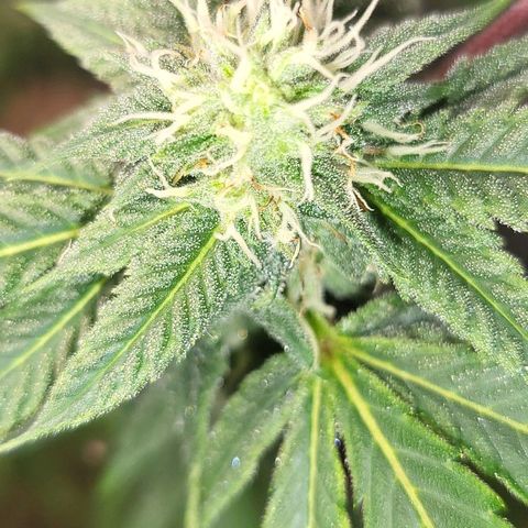 Hampton  growlog timeline photo