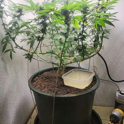 Hampton  growlog timeline photo