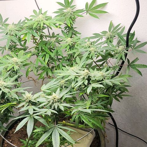 Hampton  growlog timeline photo