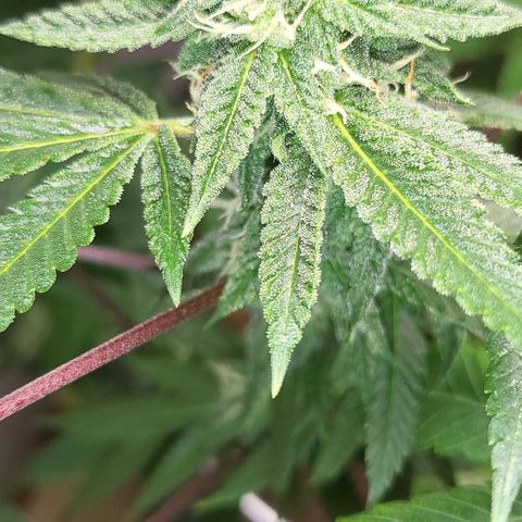 Hampton  growlog timeline photo