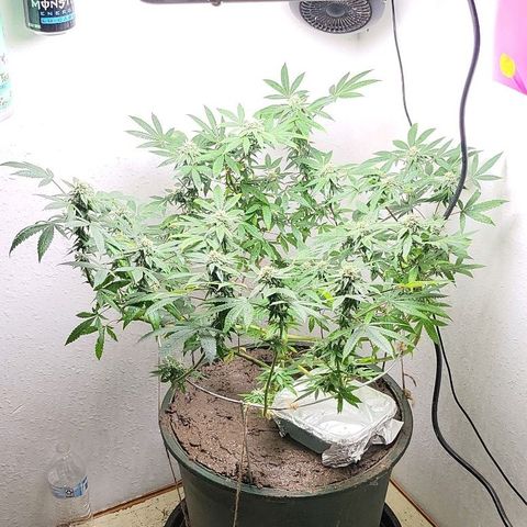 Hampton  growlog timeline photo