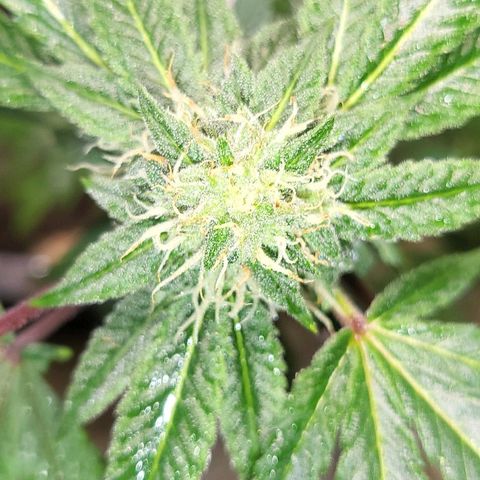 Hampton  growlog timeline photo