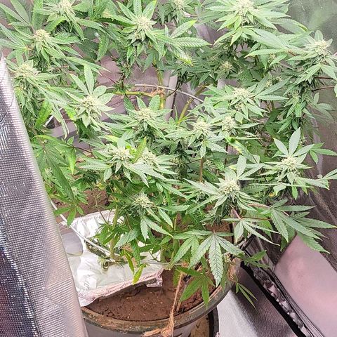 Hampton  growlog timeline photo