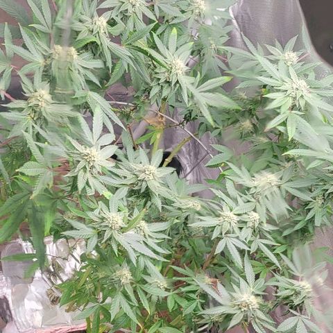 Hampton  growlog timeline photo