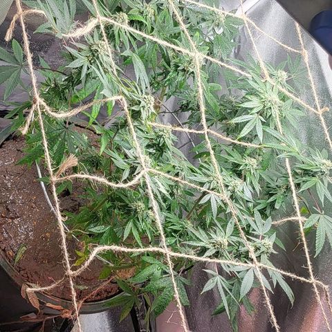 Hampton  growlog timeline photo