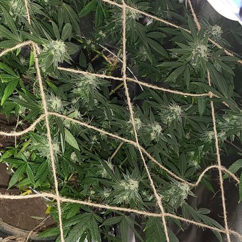 Hampton  growlog timeline photo