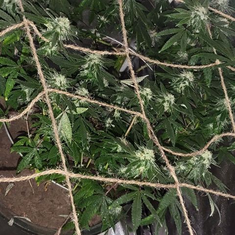 Hampton  growlog timeline photo