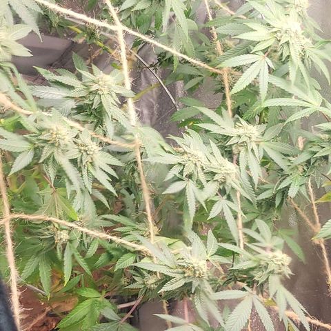 Hampton  growlog timeline photo
