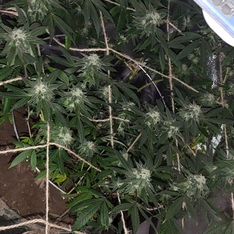 Hampton  growlog timeline photo