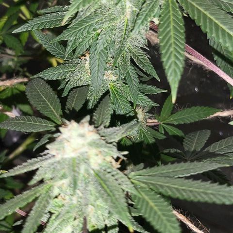 Hampton  growlog timeline photo