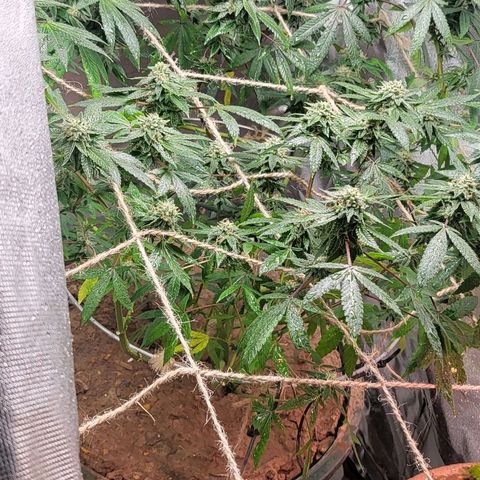 Hampton  growlog timeline photo