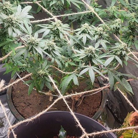 Hampton  growlog timeline photo