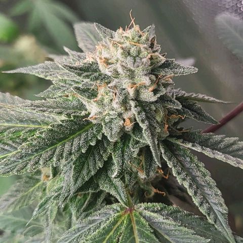 Hampton  growlog timeline photo