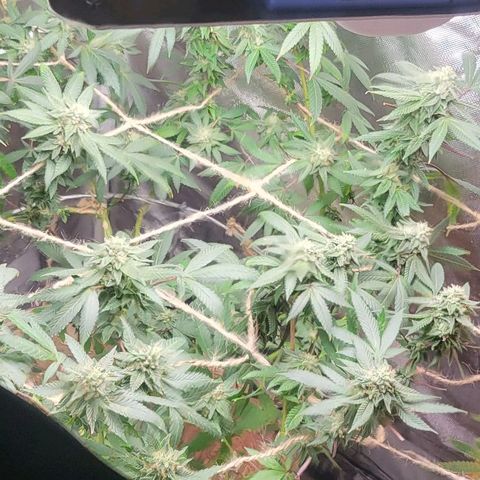 Hampton  growlog timeline photo
