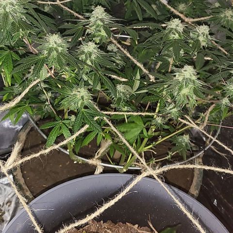 Hampton  growlog timeline photo