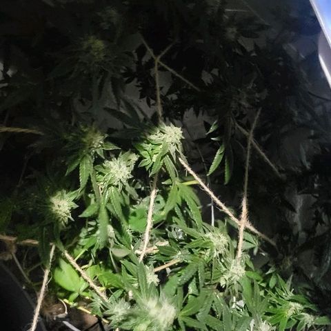 Hampton  growlog timeline photo