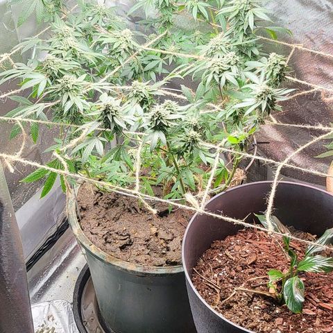 Hampton  growlog timeline photo