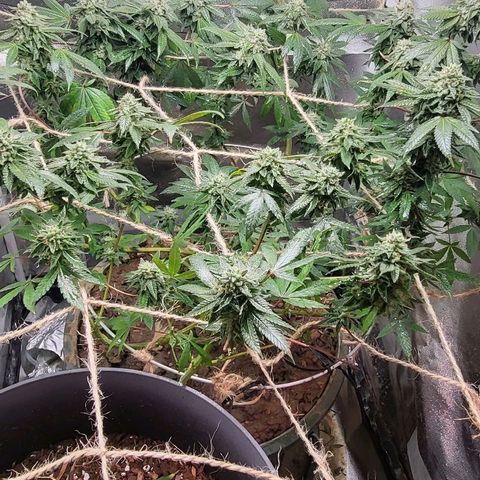 Hampton  growlog timeline photo