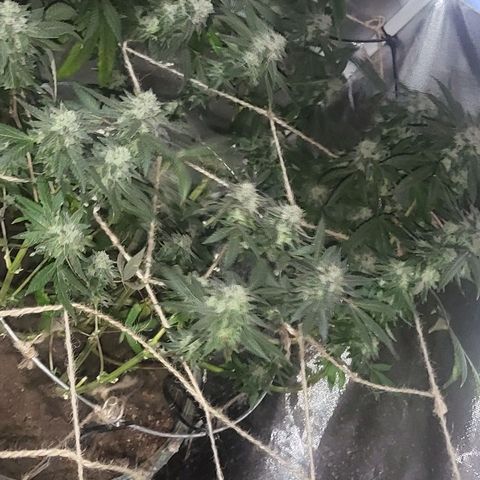 Hampton  growlog timeline photo