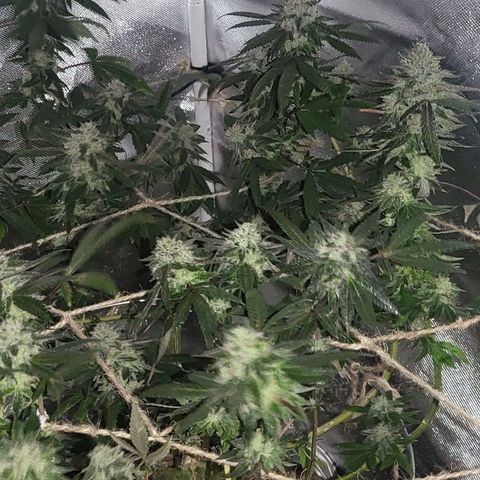 Hampton  growlog timeline photo