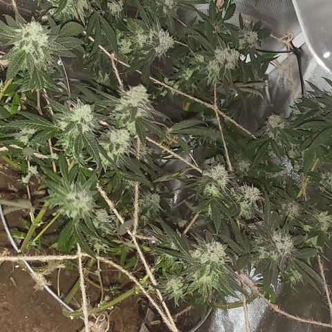 Hampton  growlog timeline photo