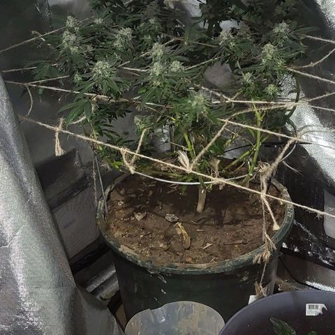 Hampton  growlog timeline photo