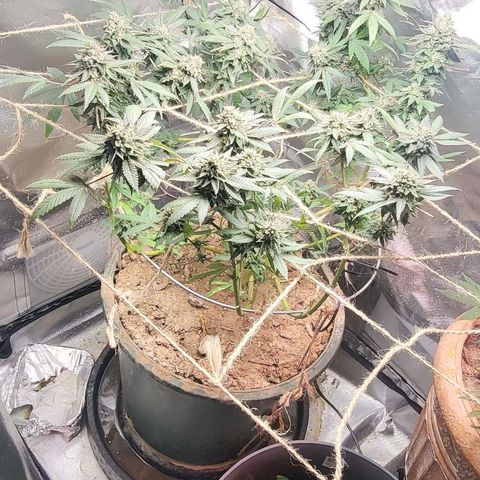 Hampton  growlog timeline photo