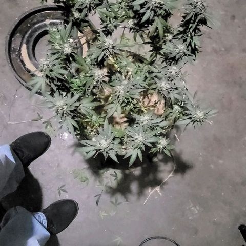 Hampton  growlog timeline photo