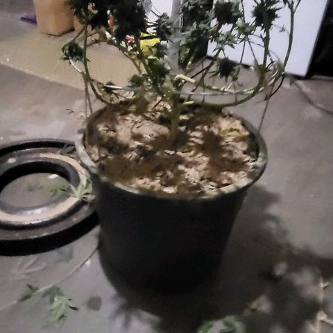Hampton  growlog timeline photo