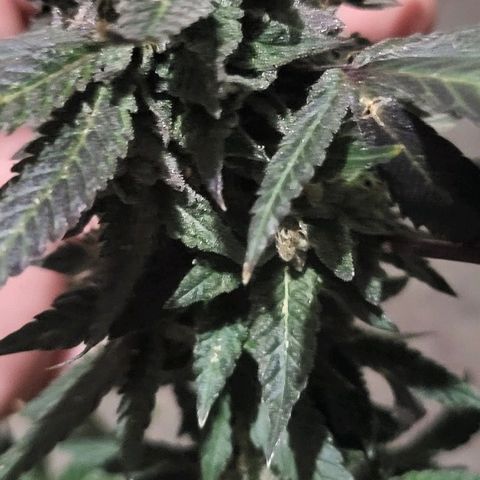 Hampton  growlog timeline photo