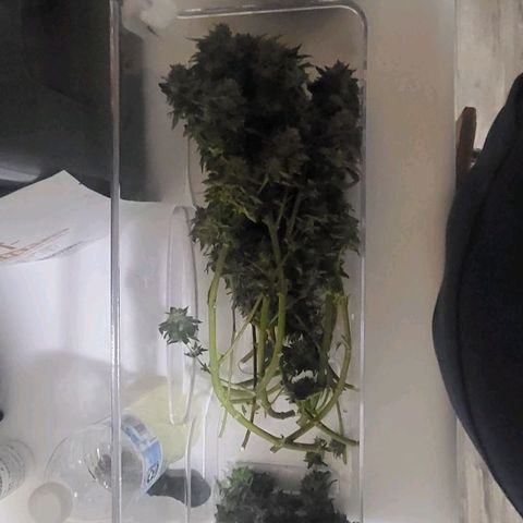 Hampton  growlog timeline photo