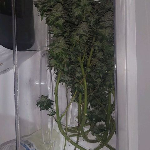 Hampton  growlog timeline photo
