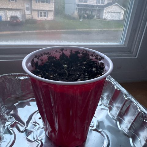 Apple Fritter growlog timeline photo