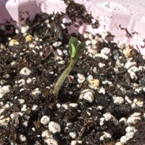 Apple Fritter growlog photo: Placed outside for better light