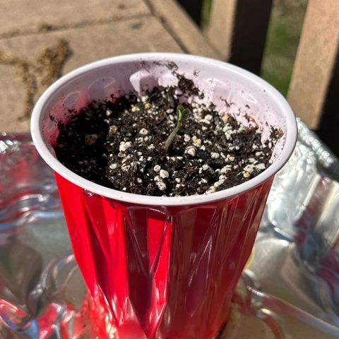 Apple Fritter growlog photo: Placed outside for better light