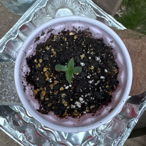 Apple Fritter growlog timeline photo